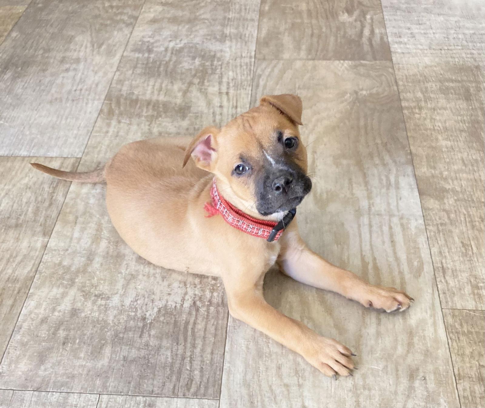 Enlarge Silly, a Adopted mixed breed in San Diego, CA image 3/3