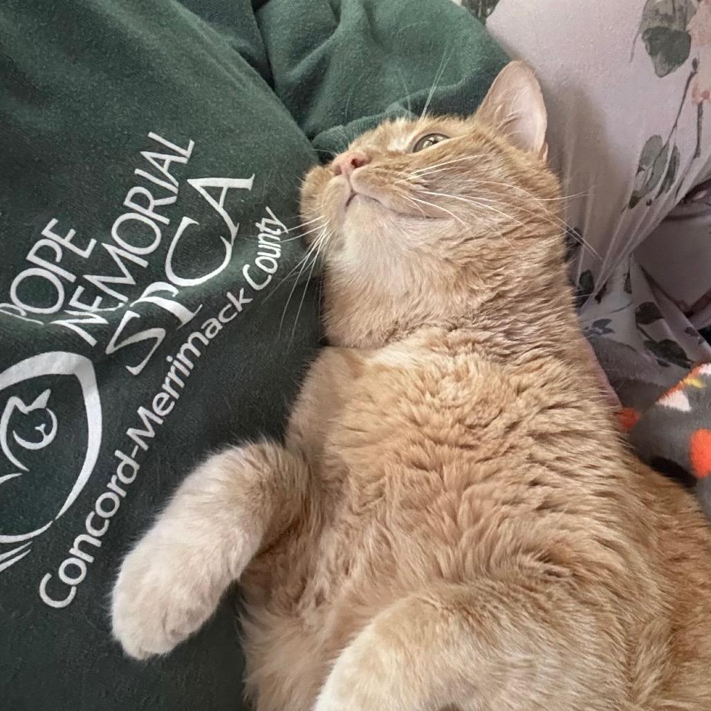 Enlarge Tadpole, a Adoptable Domestic Short Hair in Concord, NH image 1/1