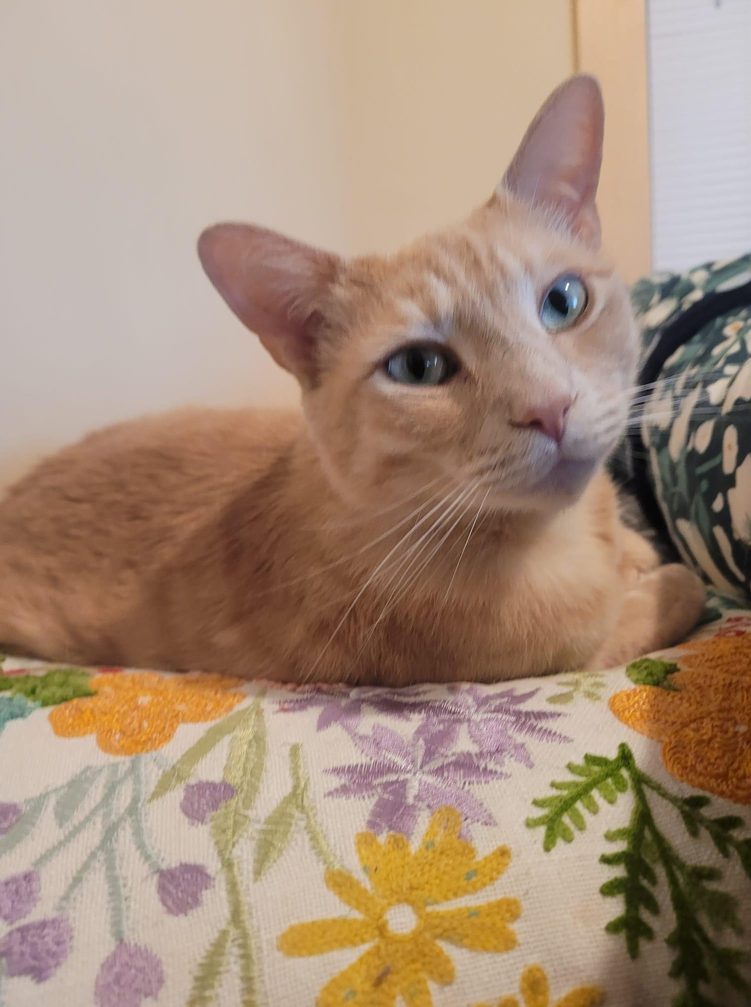 Enlarge Liam, a Adoptable Domestic Short Hair image 1/1