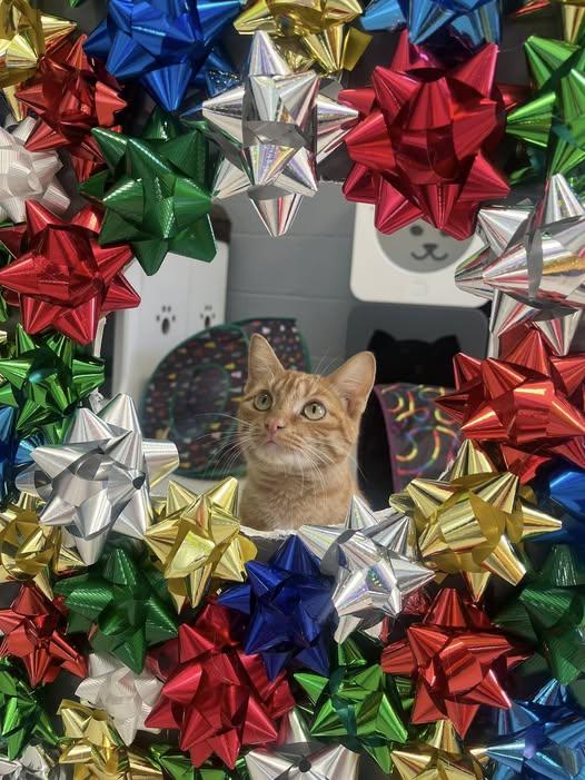 PUMPKIN, a ADOPTABLE Domestic Short Hair in Pegram, TN image 1/2