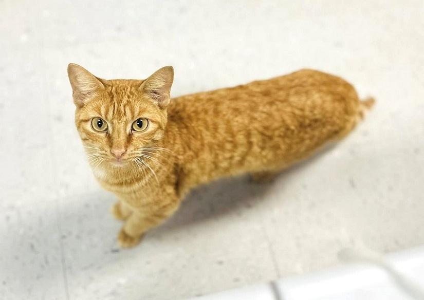 PUMPKIN, a ADOPTABLE Domestic Short Hair in Pegram, TN image 2/2