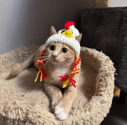 Percy, a ADOPTABLE Domestic Short Hair in Andover, MN image 5/6