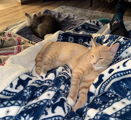 Percy, a ADOPTABLE Domestic Short Hair in Andover, MN image 3/6