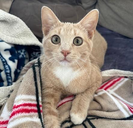 Percy, ADOPTABLE, Kitten Male Domestic Short Hair.