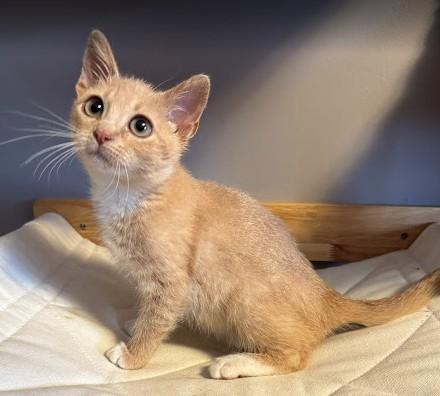 Percy, a ADOPTABLE Domestic Short Hair in Andover, MN image 2/6