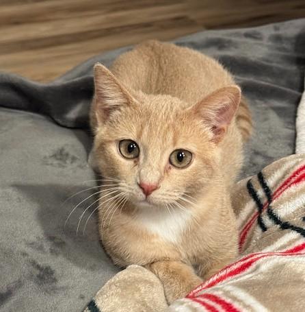 Percy, a ADOPTABLE Domestic Short Hair in Andover, MN image 4/6