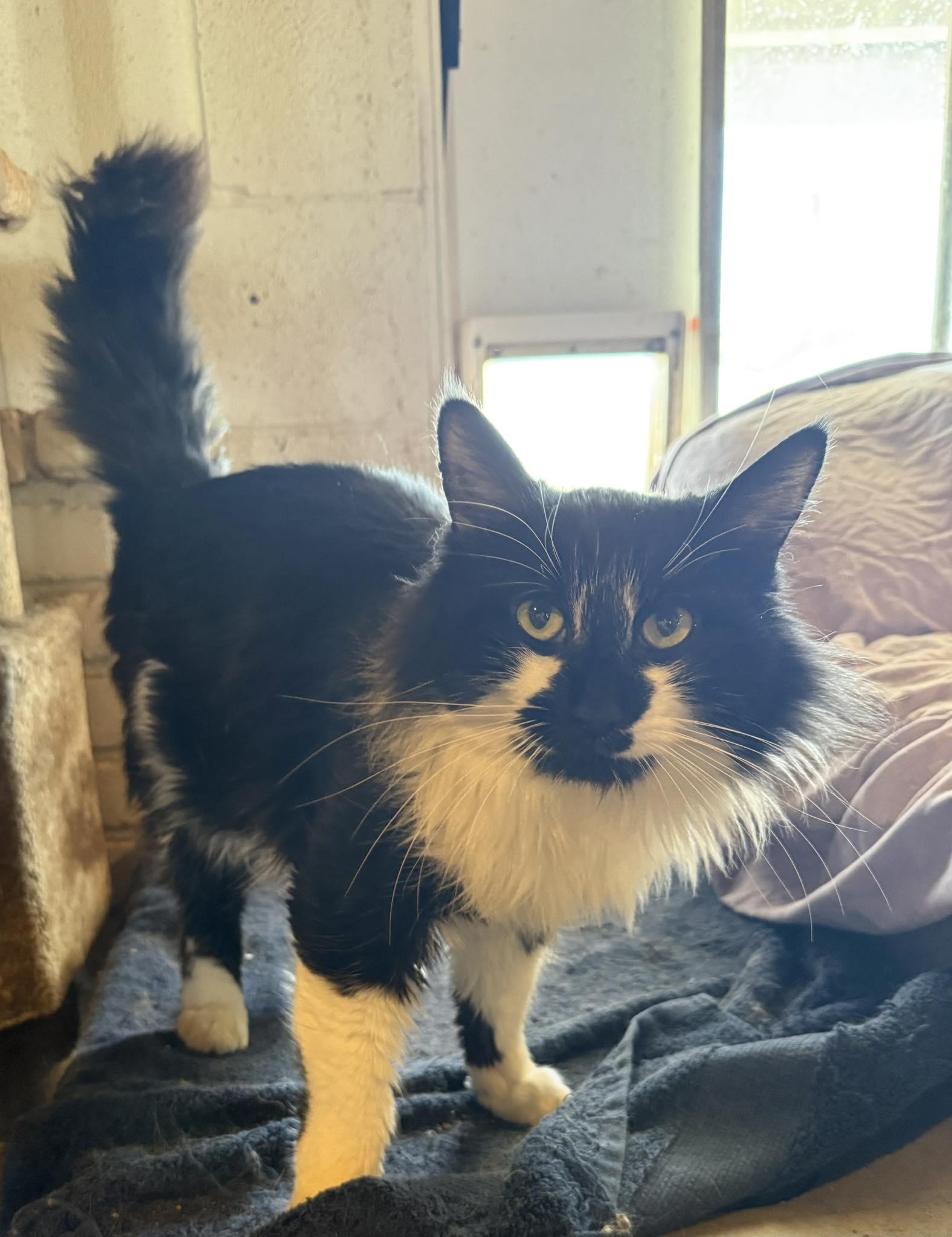 Tank, ADOPTABLE, Young Male Domestic Long Hair.