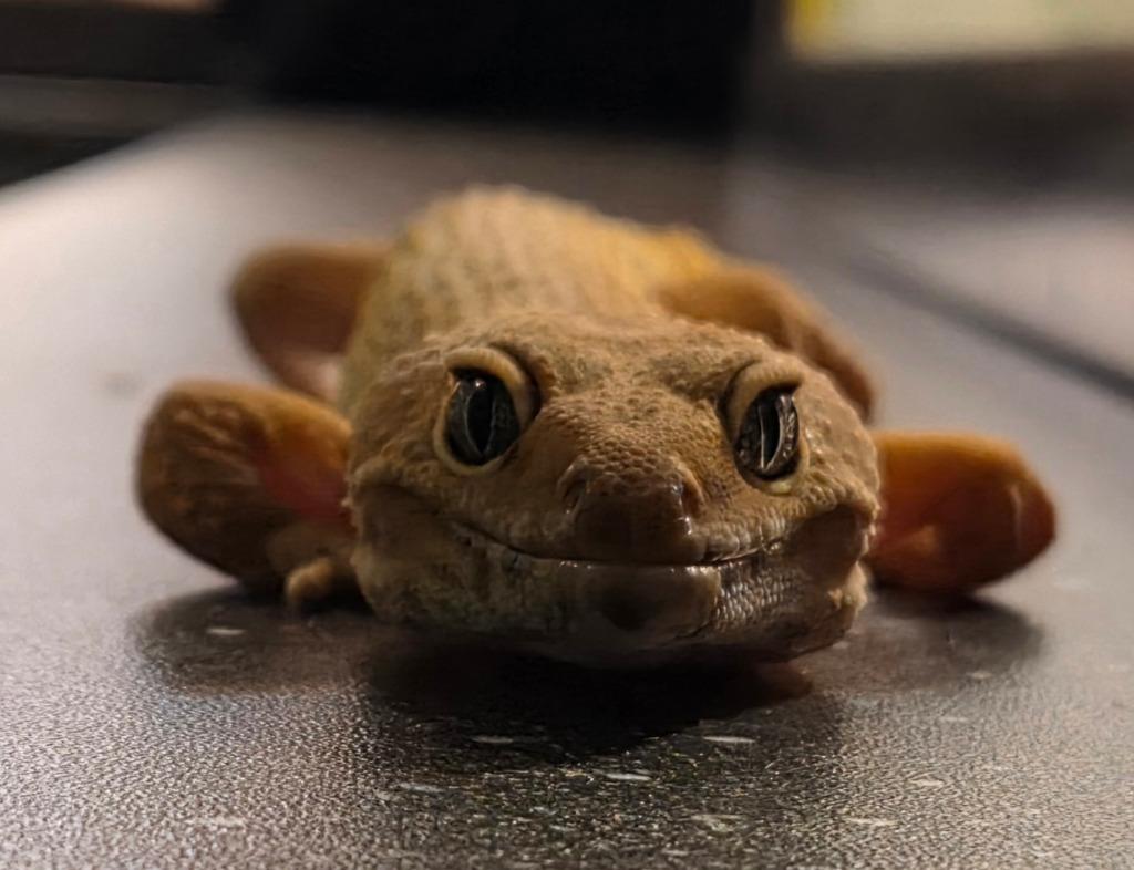 Enlarge Dijon, a Adoptable Gecko in Warren, MI image 5/6