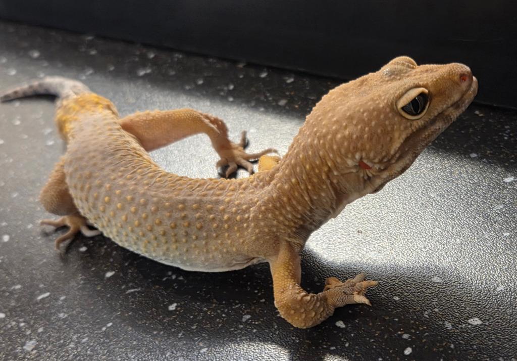 Enlarge Dijon, a Adoptable Gecko in Warren, MI image 4/6