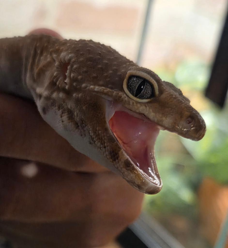 Enlarge Dijon, a Adoptable Gecko in Warren, MI image 2/6