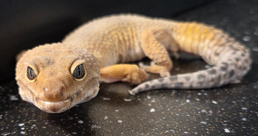 Dijon, Adoptable, Adult Male Gecko.