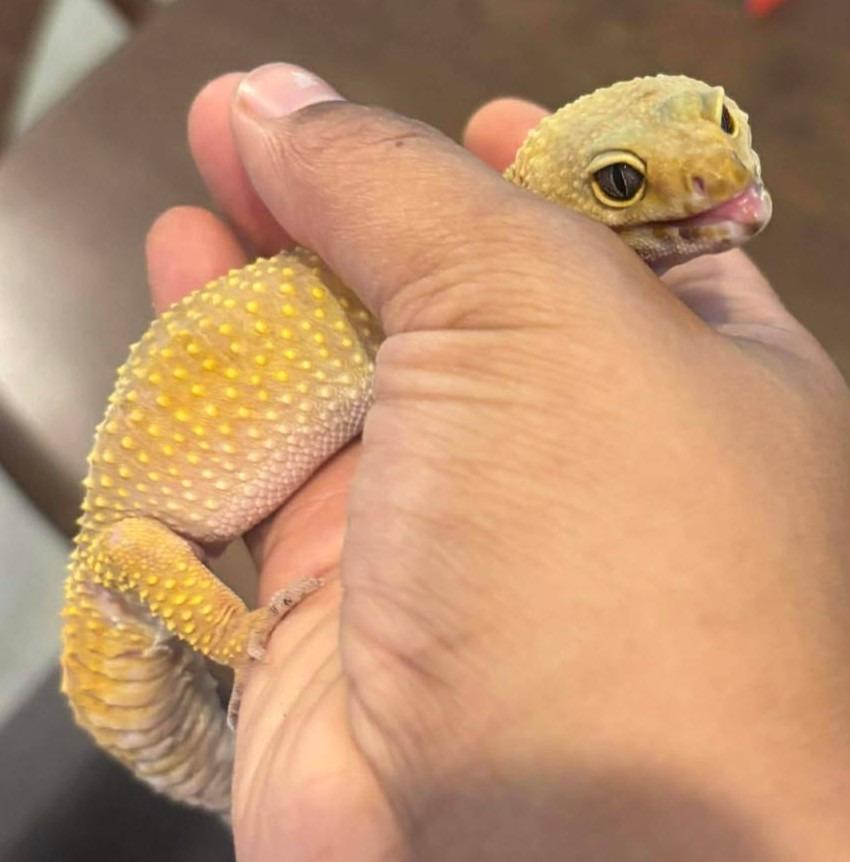 Enlarge Dijon, a Adoptable Gecko in Warren, MI image 6/6