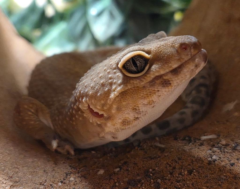 Enlarge Dijon, a Adoptable Gecko in Warren, MI image 3/6