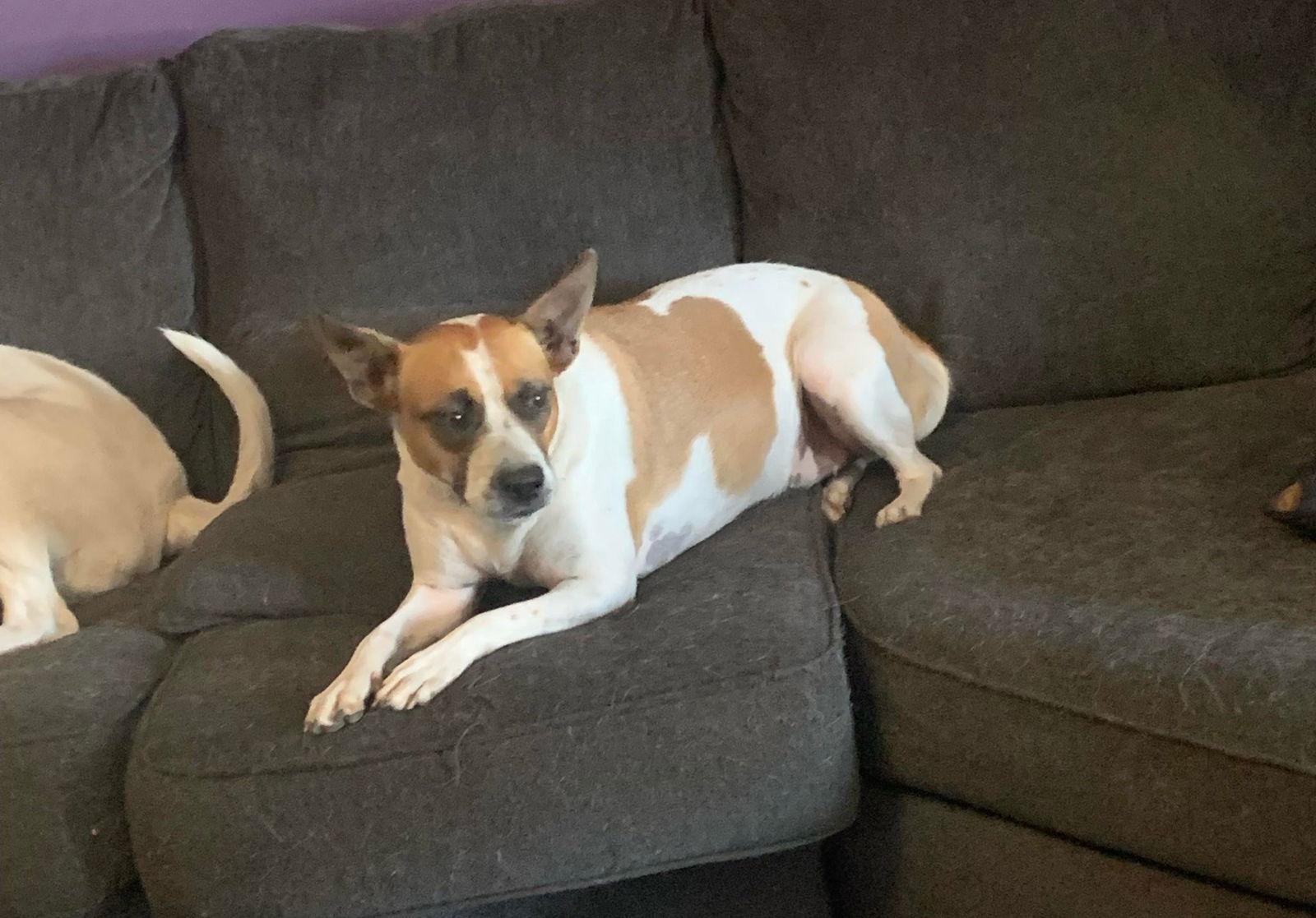 Enlarge Norma, a Adoptable Mixed Breed in Sanford, FL image 3/3