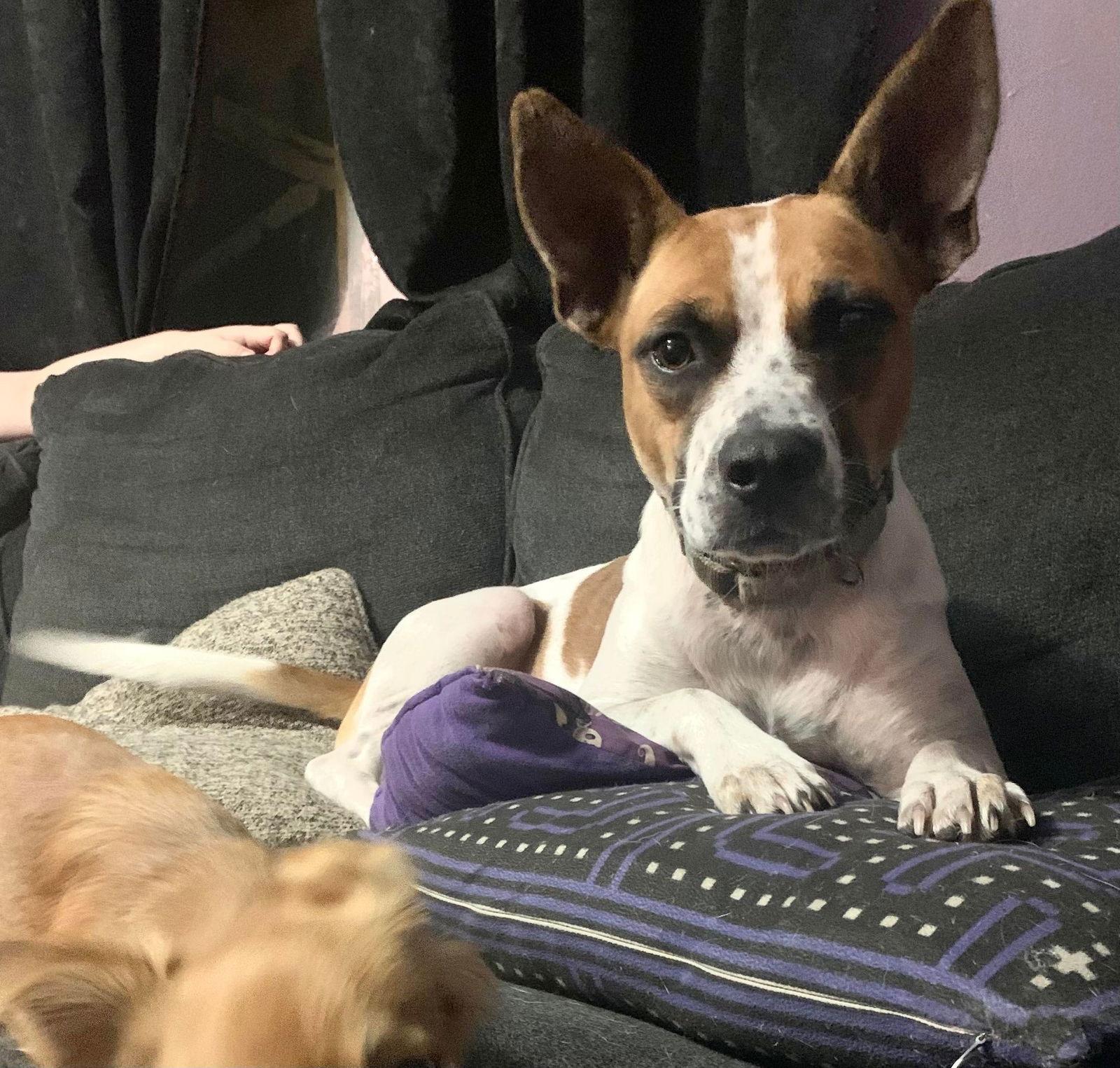 Enlarge Norma, a Adoptable Mixed Breed in Sanford, FL image 1/3