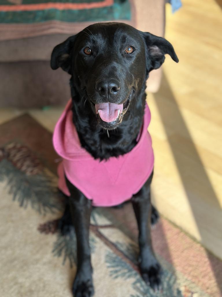 Lalou, an adoptable Black Labrador Retriever, Siberian Husky in Missoula, MT, 59801 | Photo Image 1