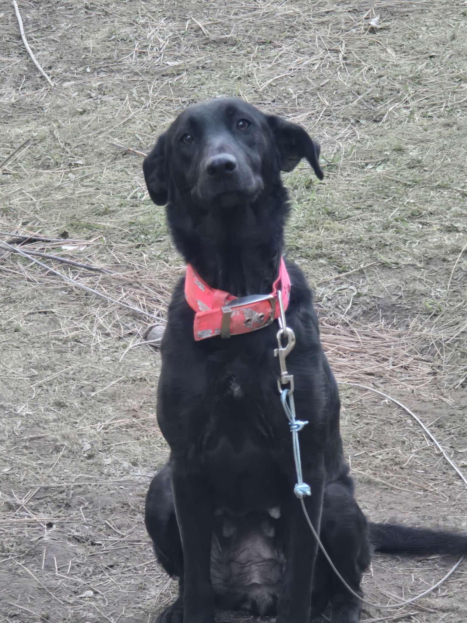 Lalou, an adoptable Black Labrador Retriever, Siberian Husky in Missoula, MT, 59801 | Photo Image 3