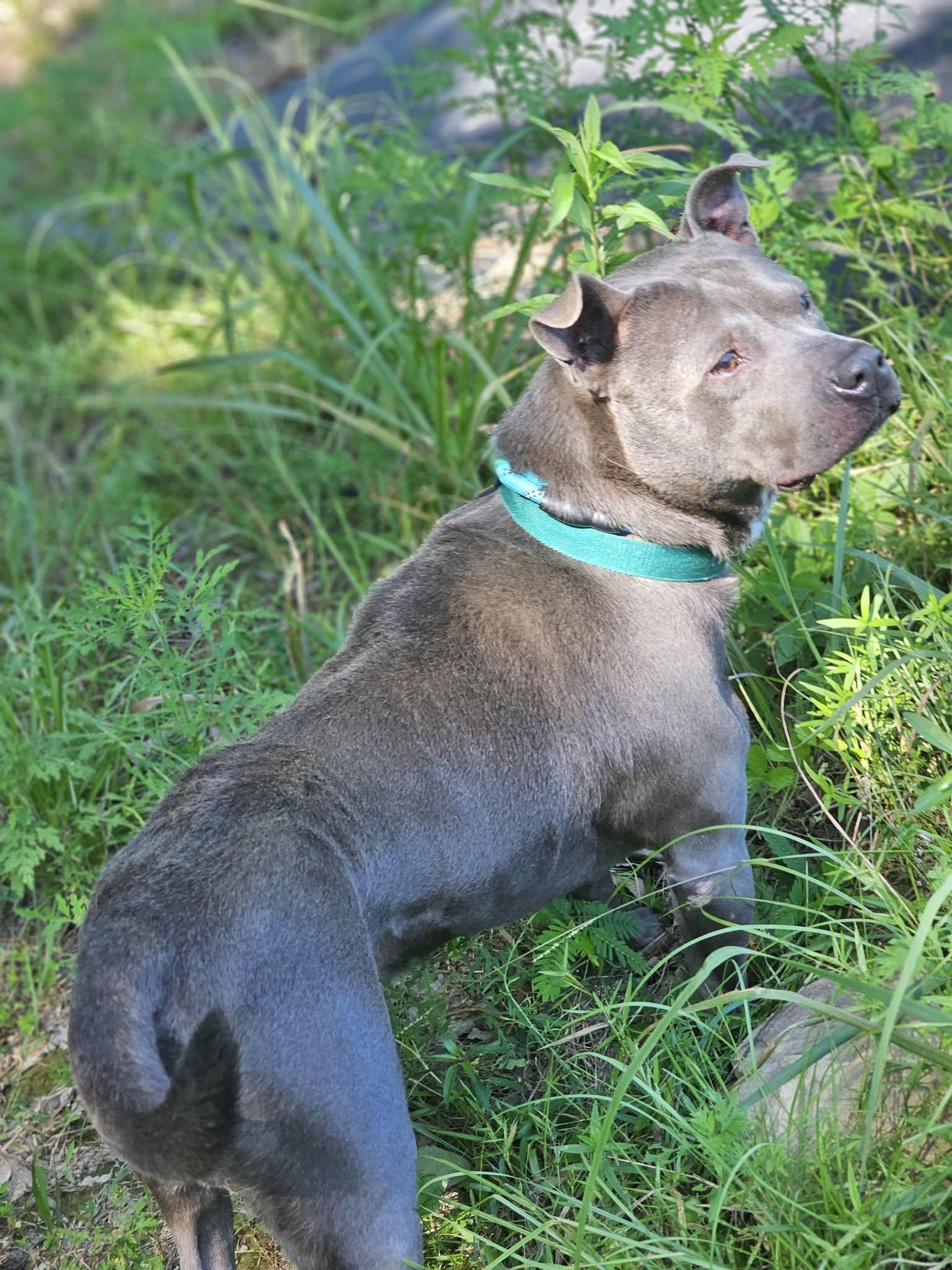 Neo, an adoptable Bulldog in Fort Payne, AL image 1/5