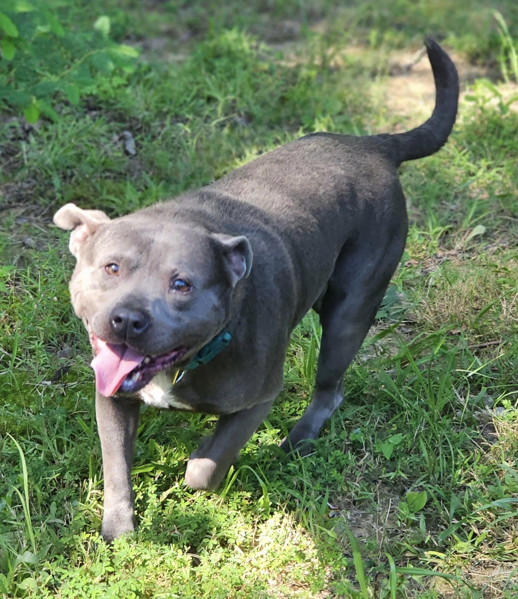 Neo, an adoptable Bulldog in Fort Payne, AL image 2/5