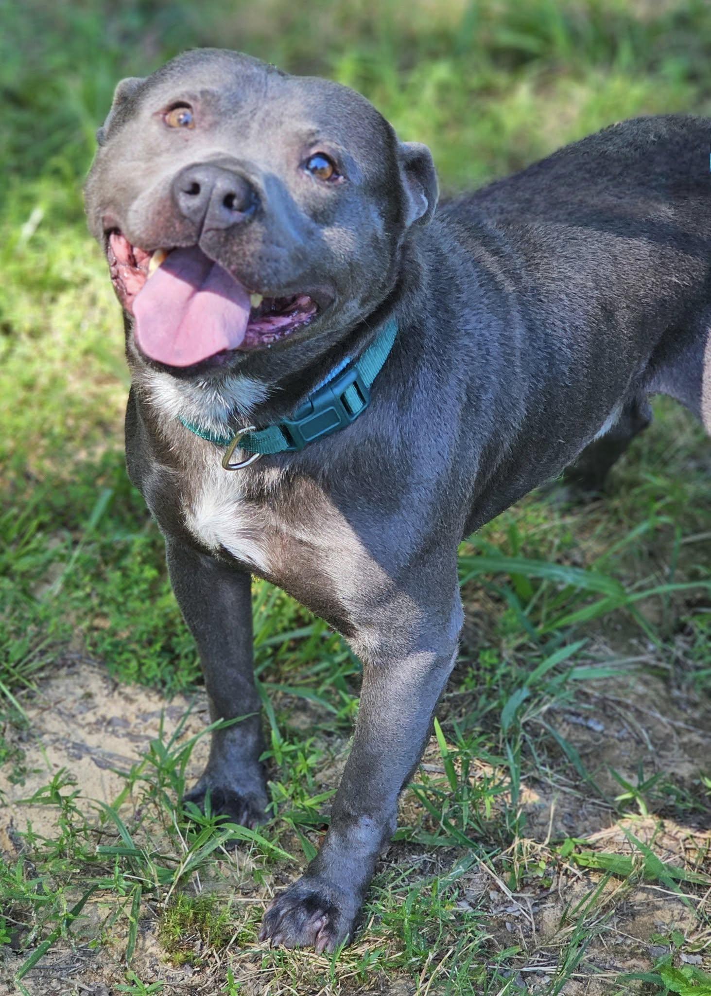 Neo, an adoptable Bulldog in Fort Payne, AL image 3/5