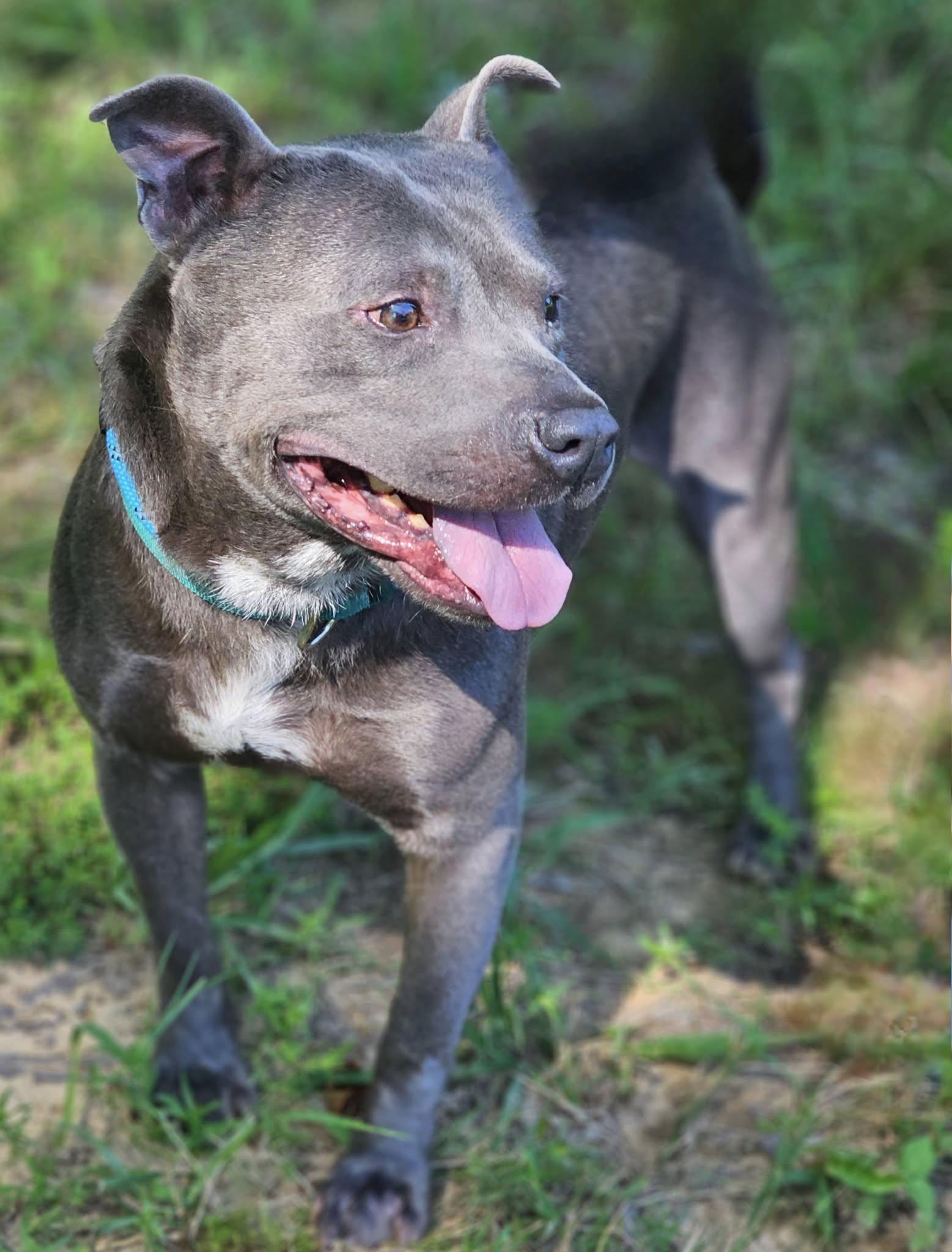 Neo, an adoptable Bulldog in Fort Payne, AL image 4/5