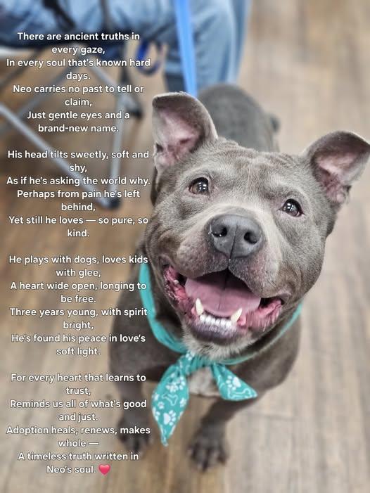 Neo, an adoptable Bulldog in Fort Payne, AL image 5/5