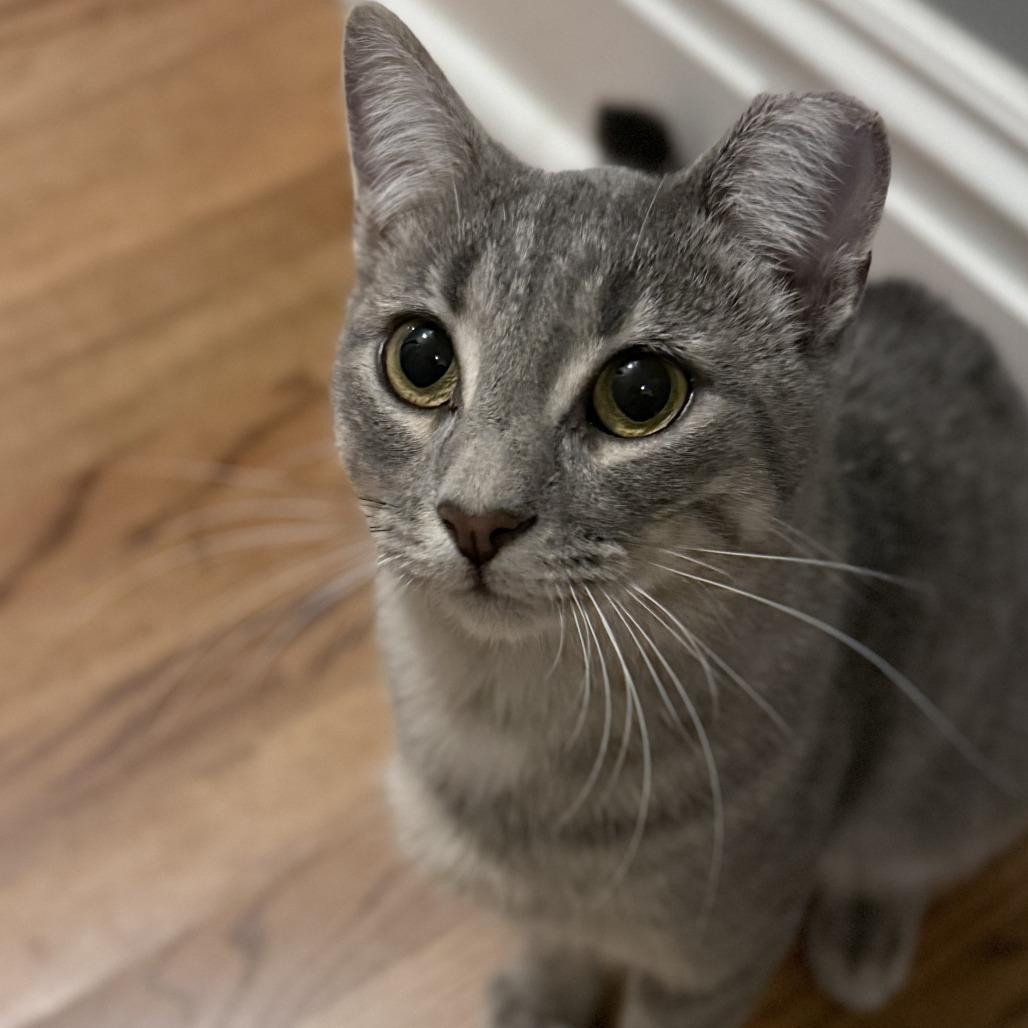 Enlarge Vinnie, a Adoptable Domestic Short Hair in St. Louis, MO image 1/6