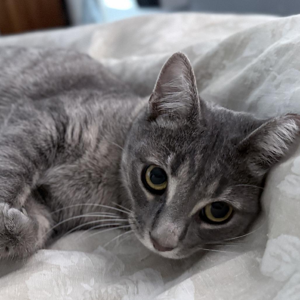 Enlarge Vinnie, a Adoptable Domestic Short Hair in St. Louis, MO image 2/6