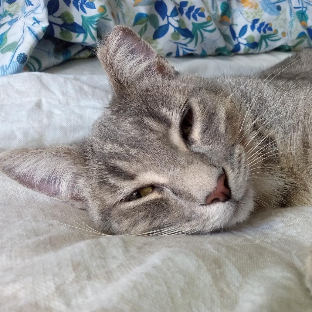 Enlarge Vinnie, a Adoptable Domestic Short Hair in St. Louis, MO image 3/6