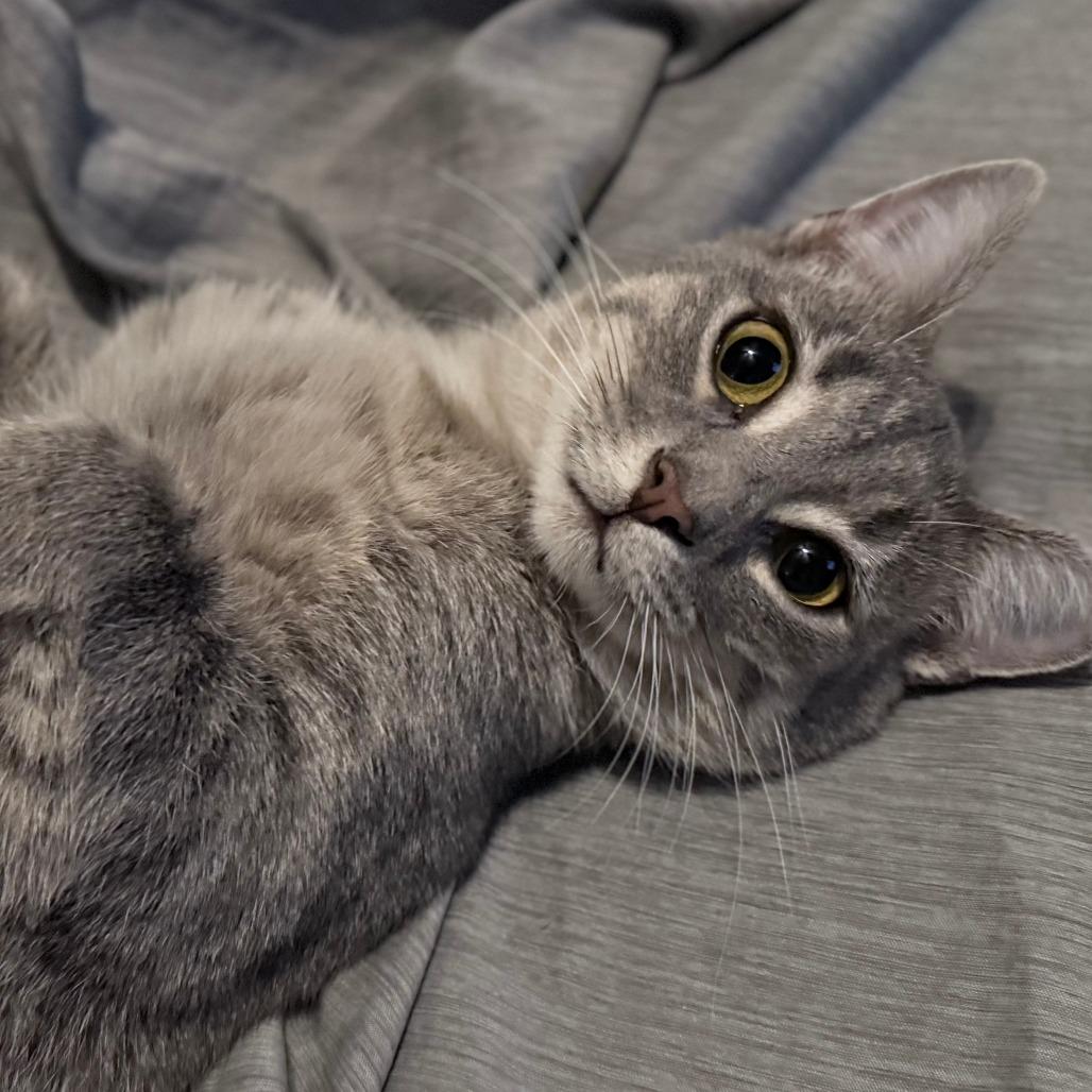 Enlarge Vinnie, a Adoptable Domestic Short Hair in St. Louis, MO image 4/6