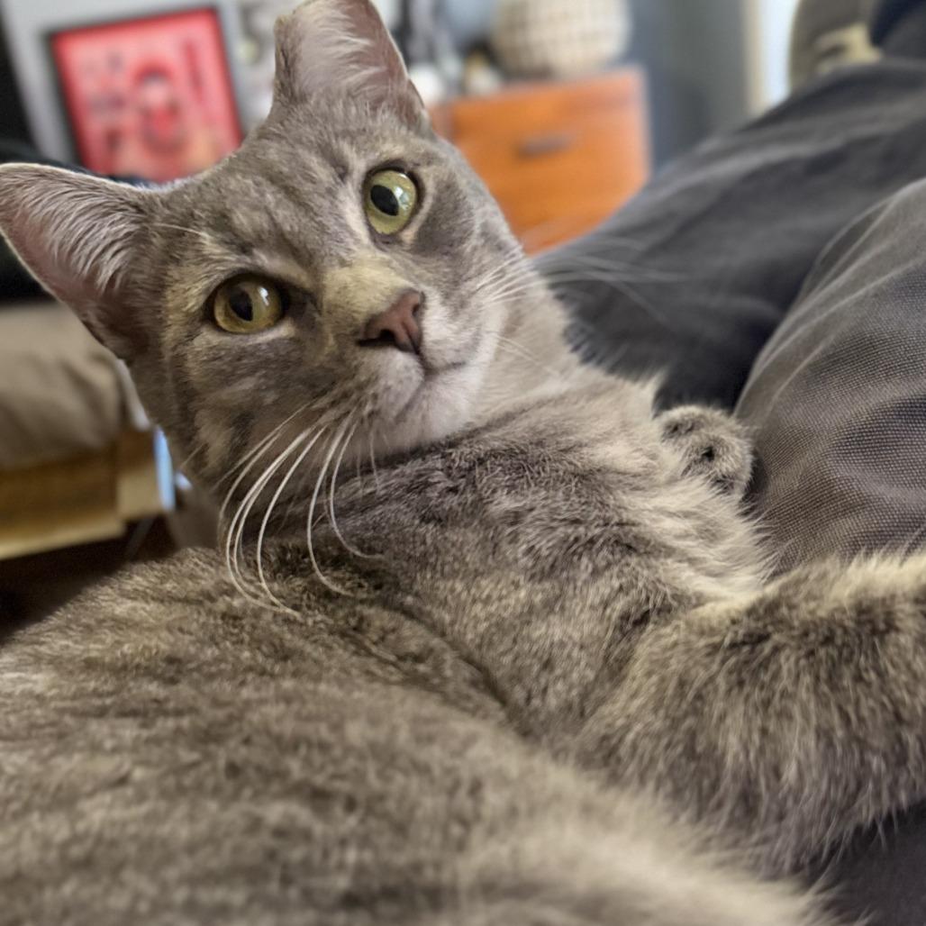 Enlarge Vinnie, a Adoptable Domestic Short Hair in St. Louis, MO image 5/6