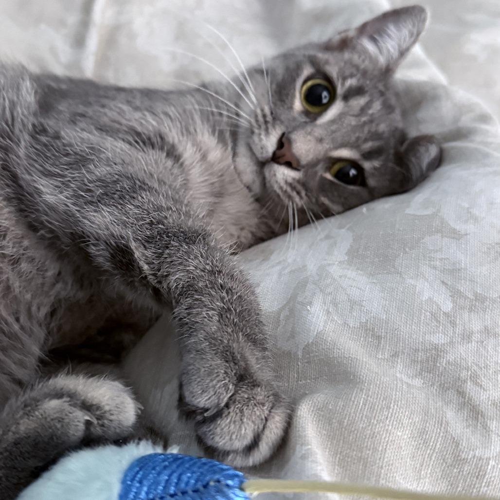 Enlarge Vinnie, a Adoptable Domestic Short Hair in St. Louis, MO image 6/6