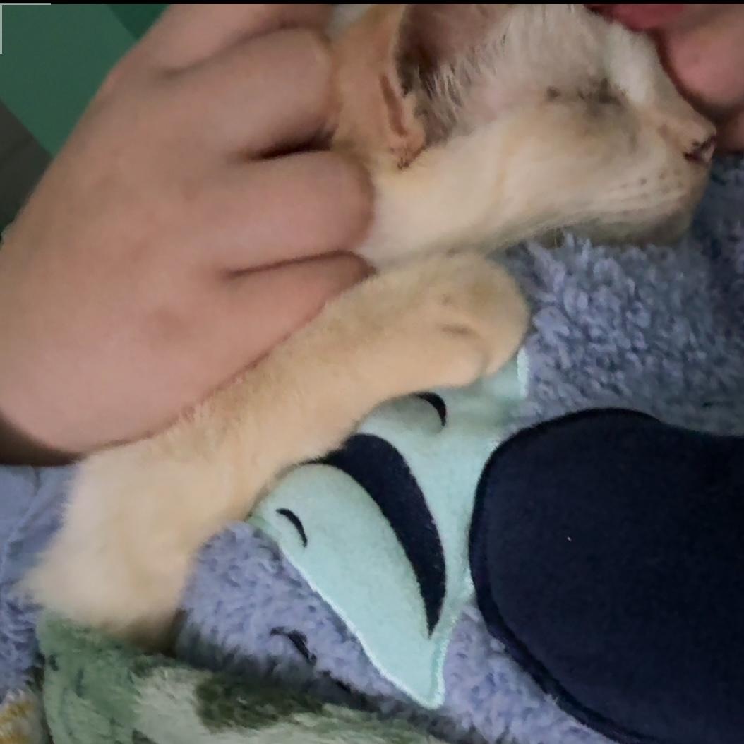 Simon, a Adoptable mixed breed in Youngstown, FL image 3/5