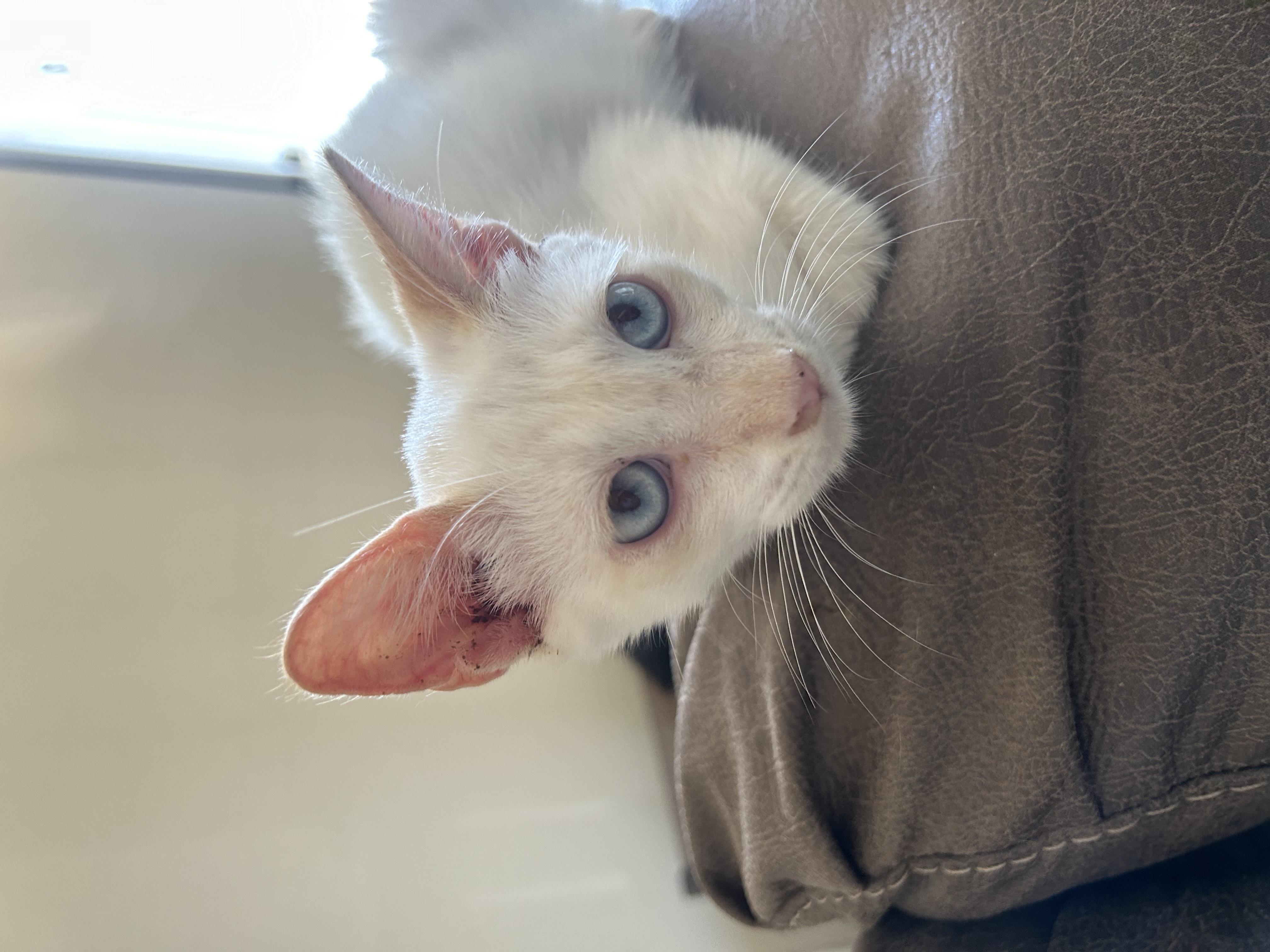 Simon, a Adoptable mixed breed in Youngstown, FL image 4/5