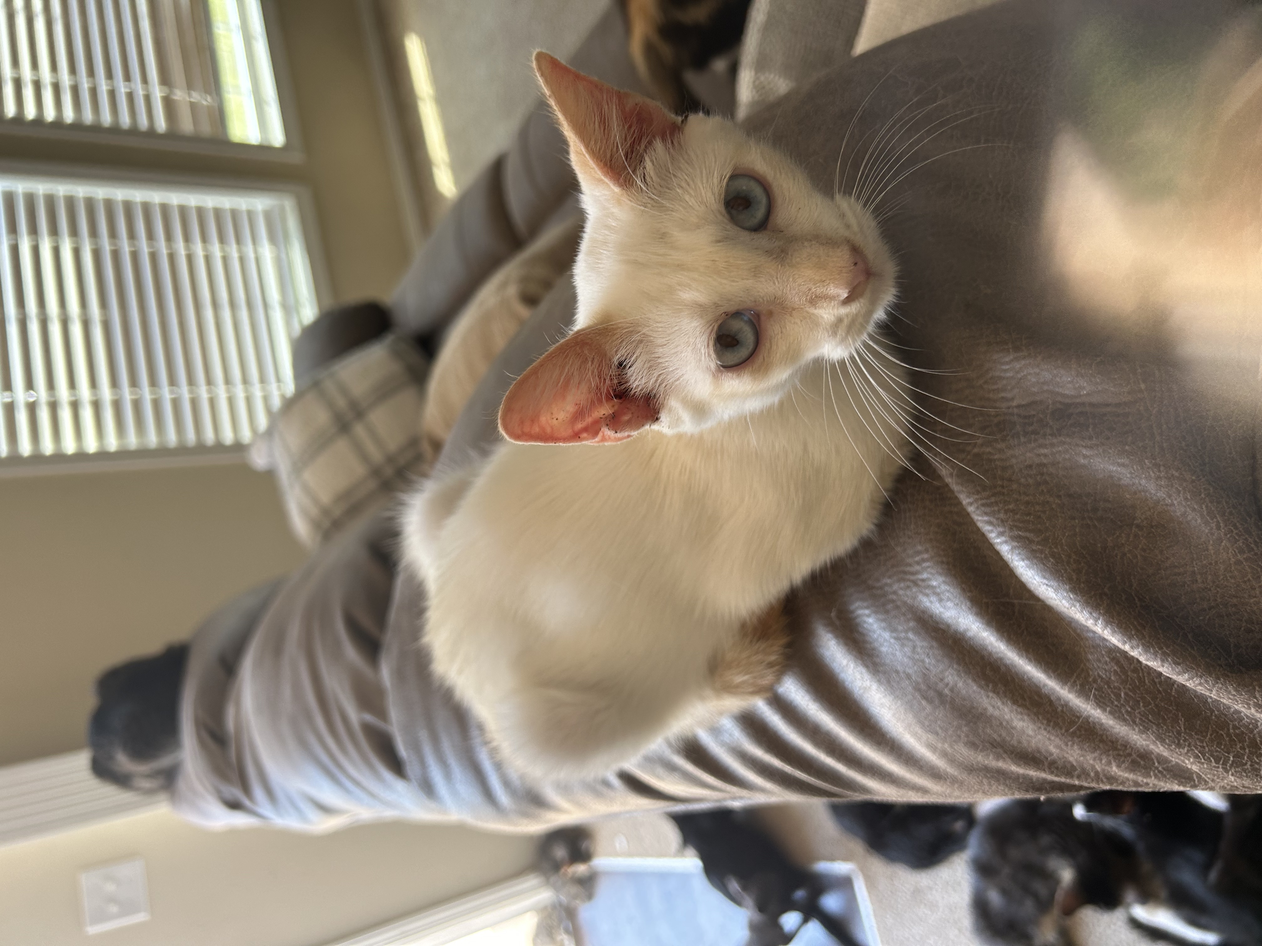 Simon, a Adoptable mixed breed in Youngstown, FL image 5/5