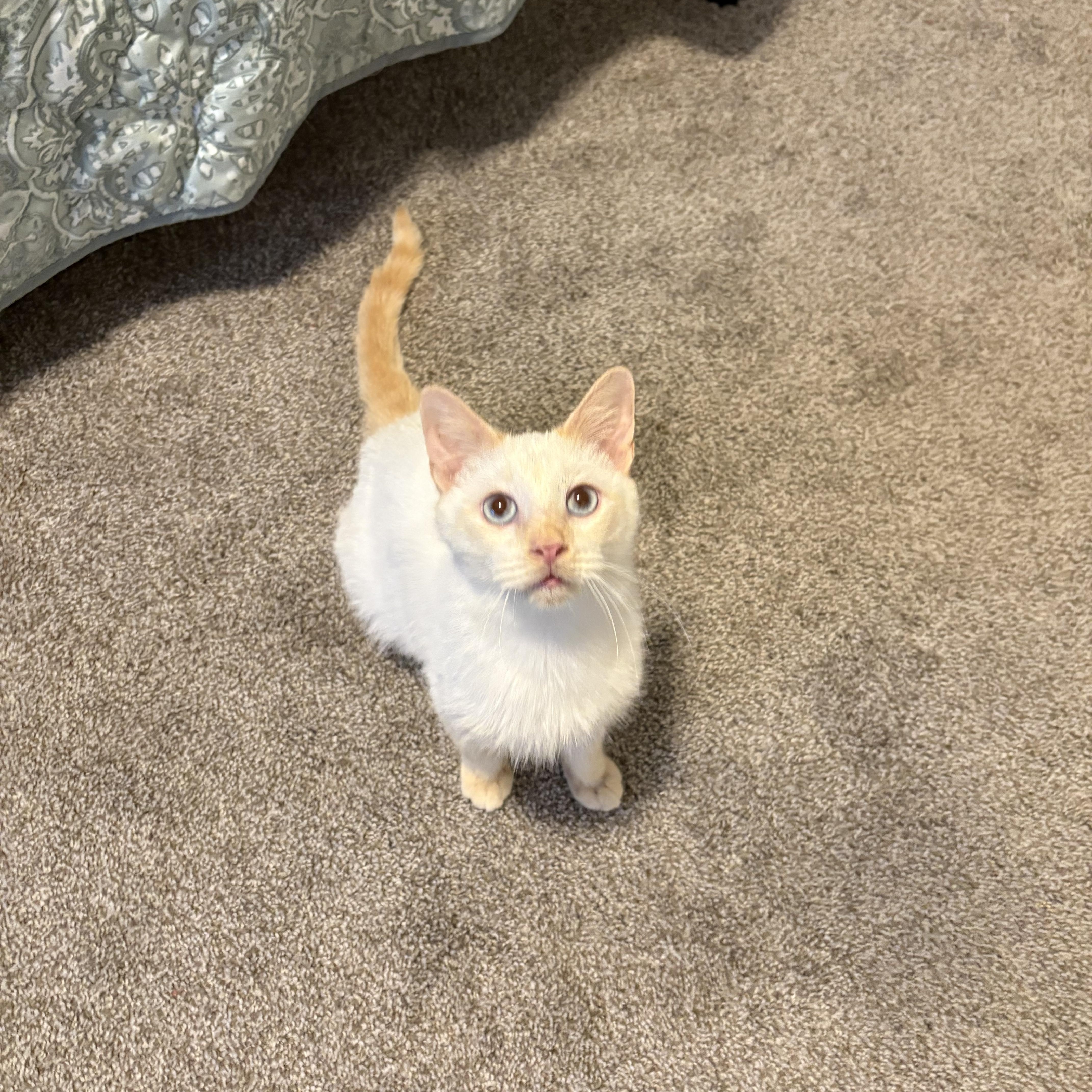 Simon, a Adoptable mixed breed in Youngstown, FL image 1/5