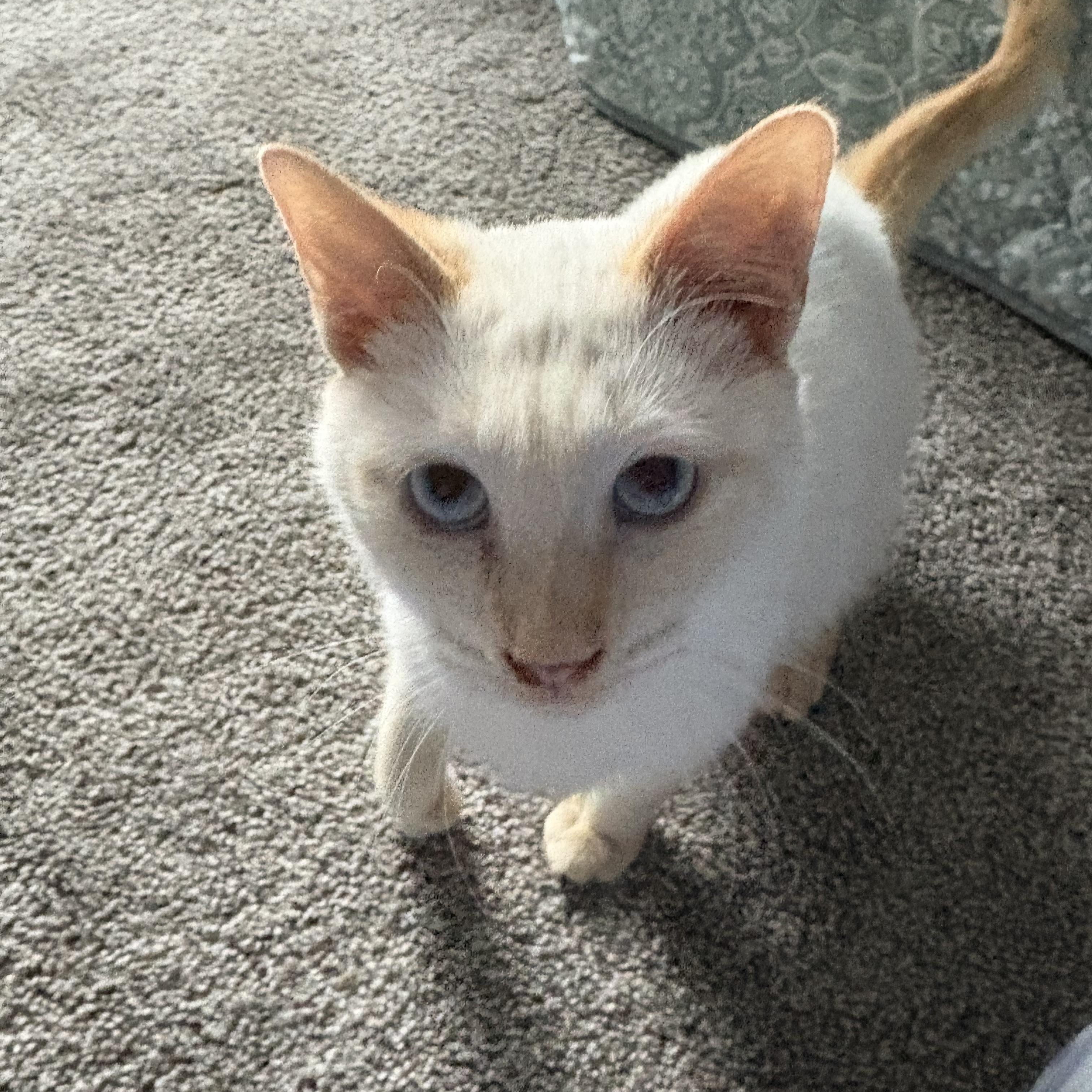 Simon, a Adoptable mixed breed in Youngstown, FL image 2/5