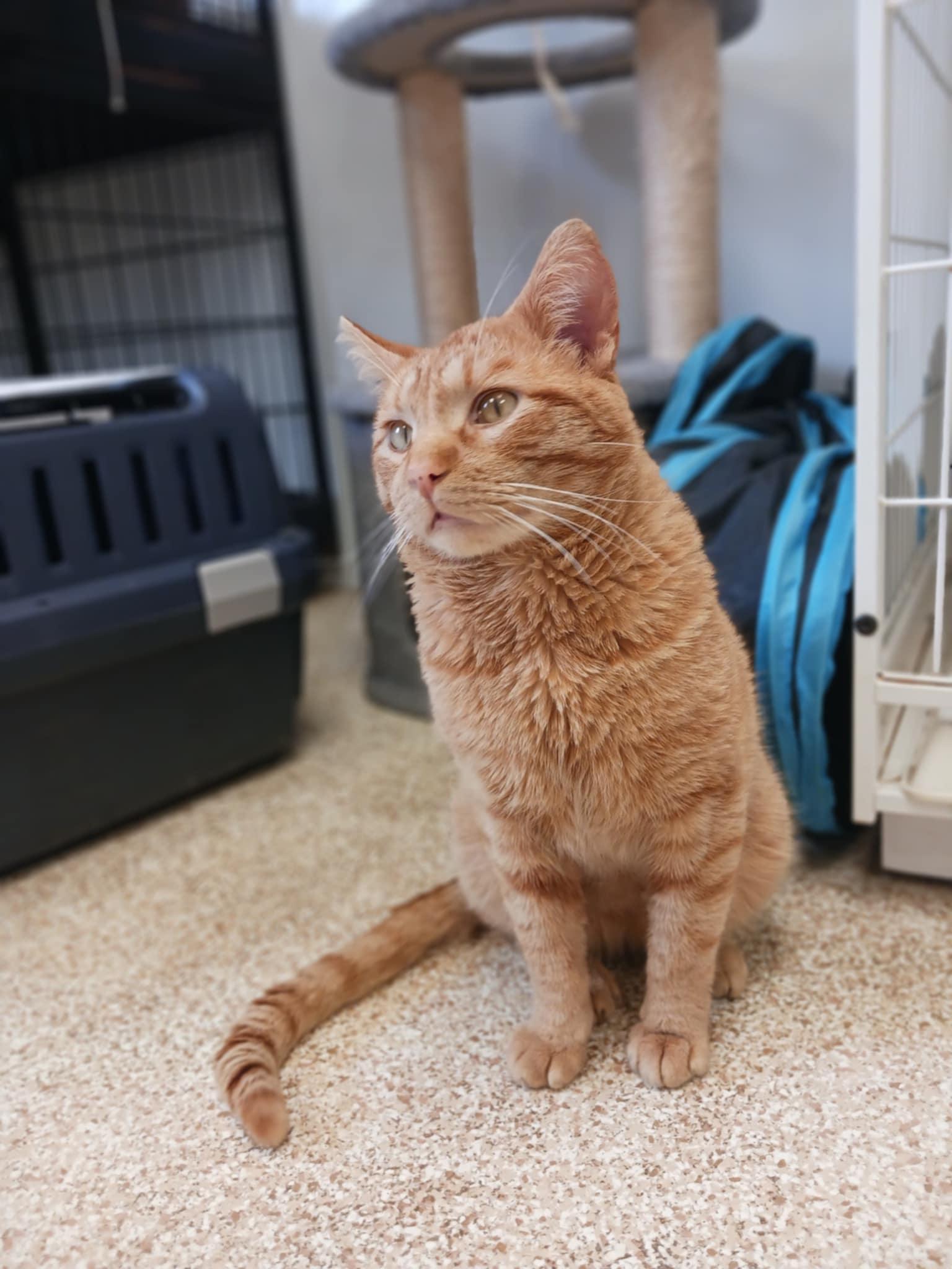 Enlarge Bustter, a Adoptable mixed breed in Waupun, WI image 2/3