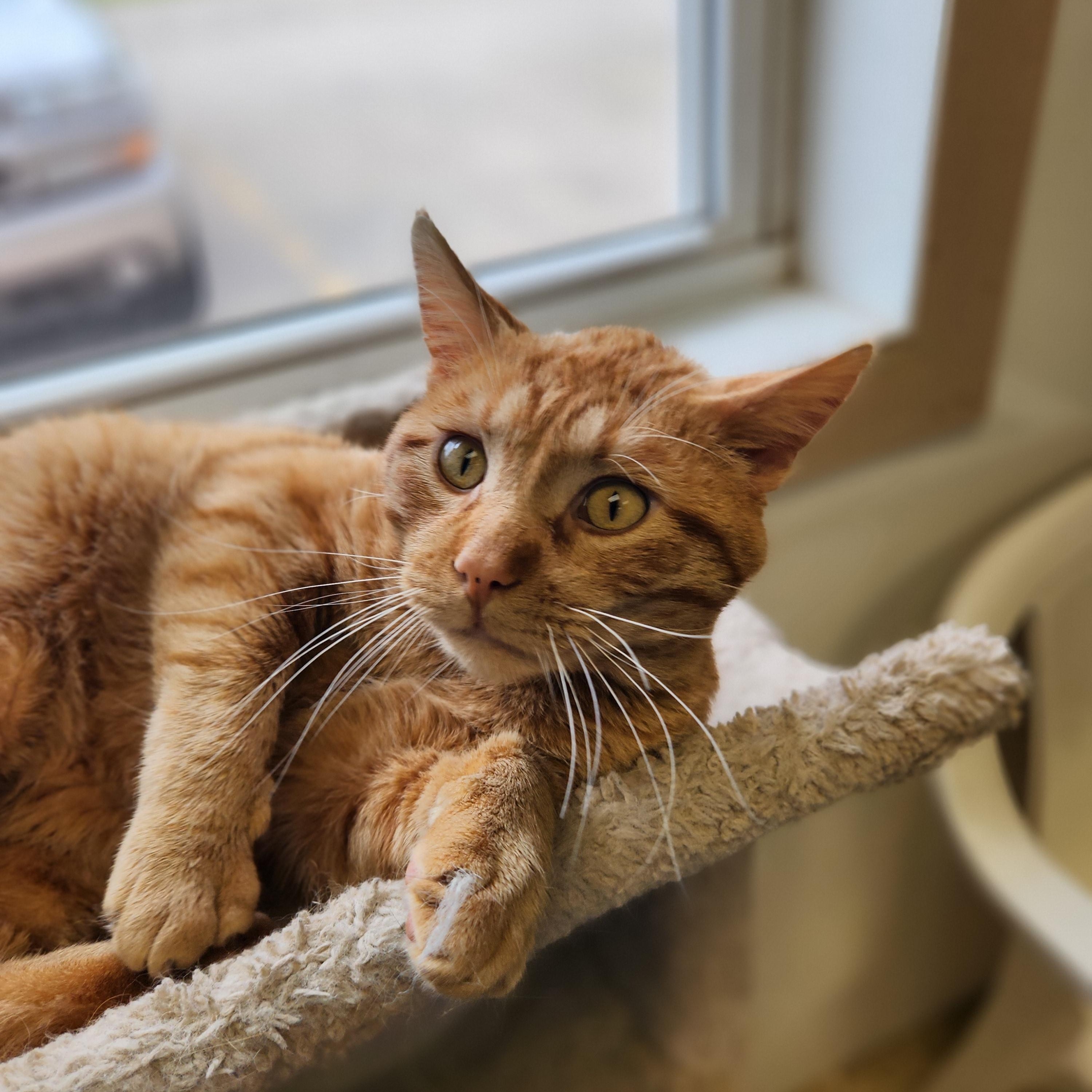 Enlarge Bustter, a Adoptable mixed breed in Waupun, WI image 3/3