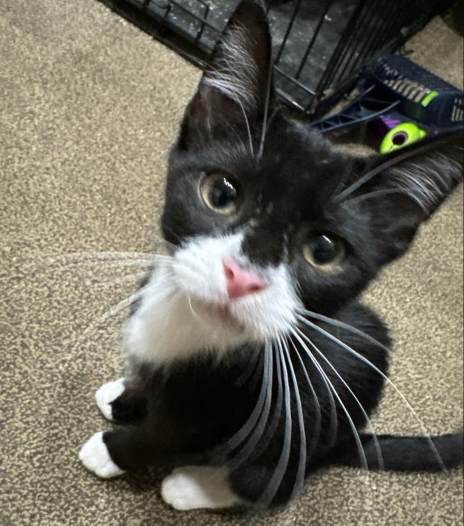 Batman, Adoptable, Young Male Domestic Short Hair.