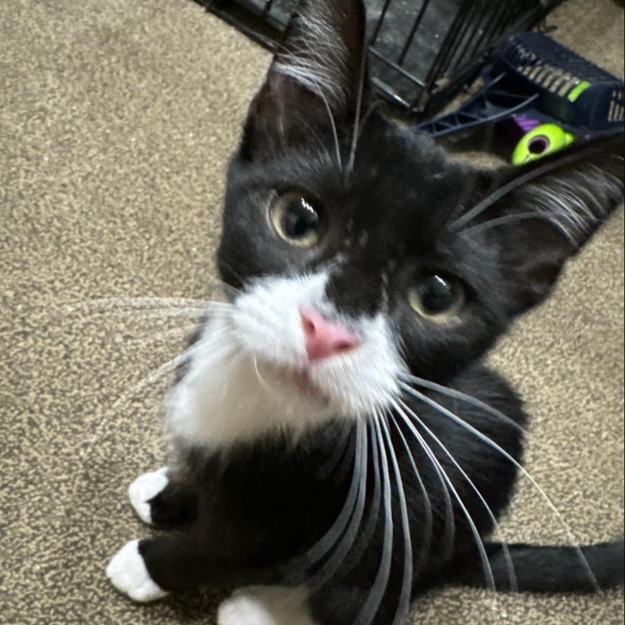 Enlarge Batman, a Adoptable mixed breed in Pitman, NJ image 1/6