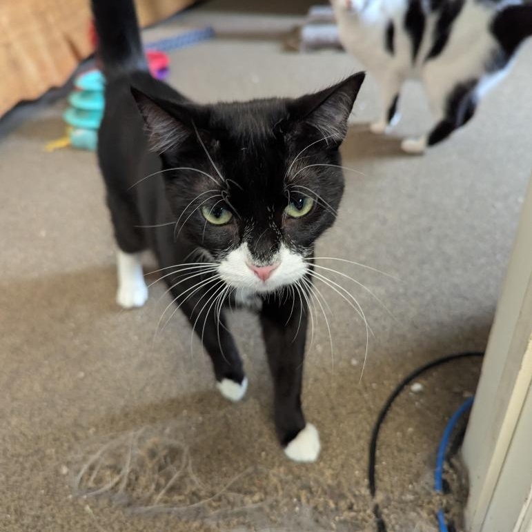 Enlarge Batman, a Adoptable mixed breed in Pitman, NJ image 3/6