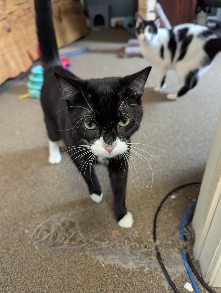 Enlarge Batman, a Adoptable mixed breed in Pitman, NJ image 2/6