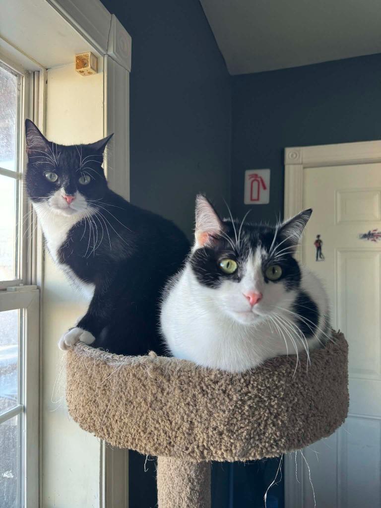 Enlarge Batman, a Adoptable mixed breed in Pitman, NJ image 3/6