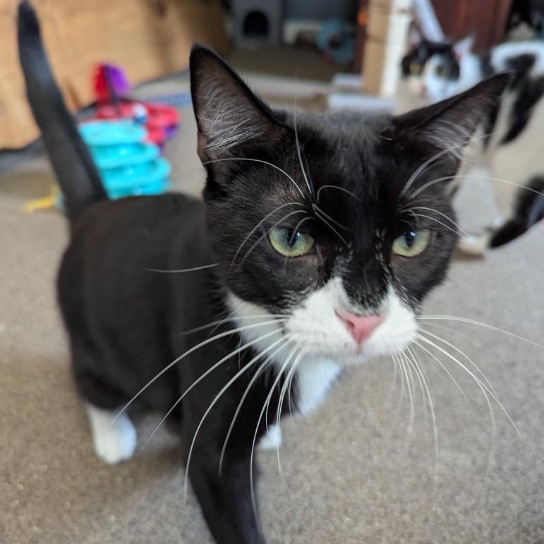 Enlarge Batman, a Adoptable mixed breed in Pitman, NJ image 4/6