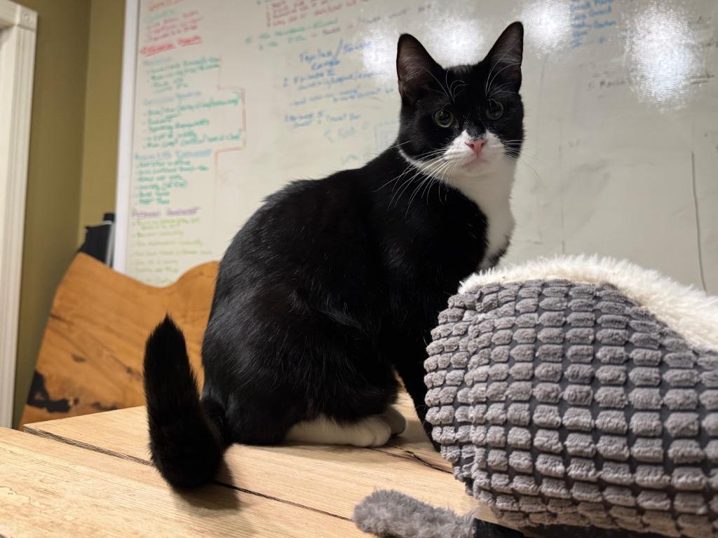 Enlarge Batman, a Adoptable mixed breed in Pitman, NJ image 6/6