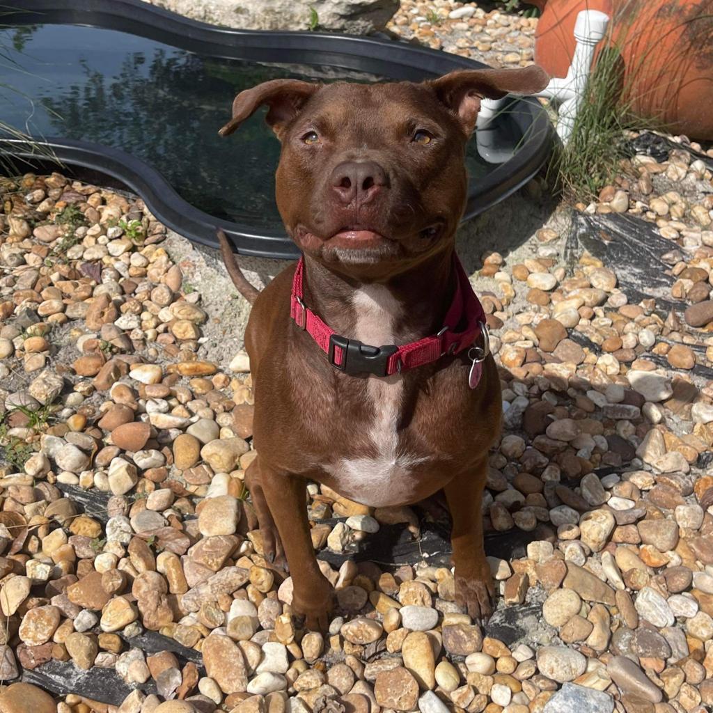 Guava, Adoptable, Adult Male Mixed Breed.