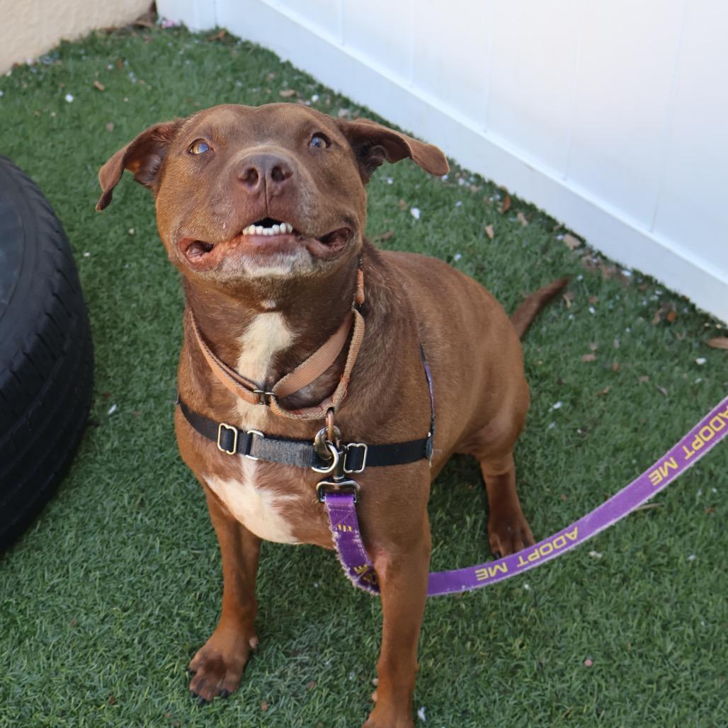Enlarge Guava, a Adoptable Mixed Breed in Naples, FL image 2/6