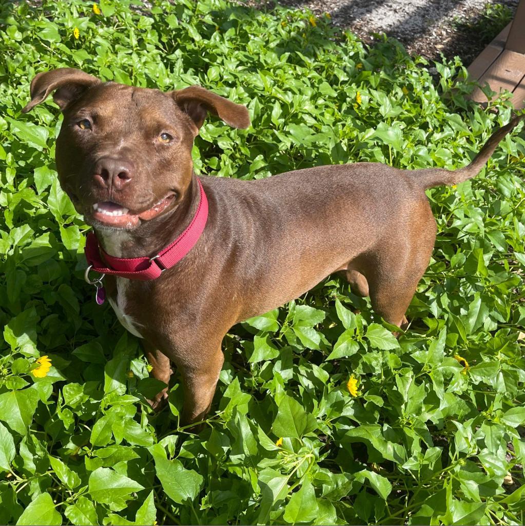 Enlarge Guava, a Adoptable Mixed Breed in Naples, FL image 3/6