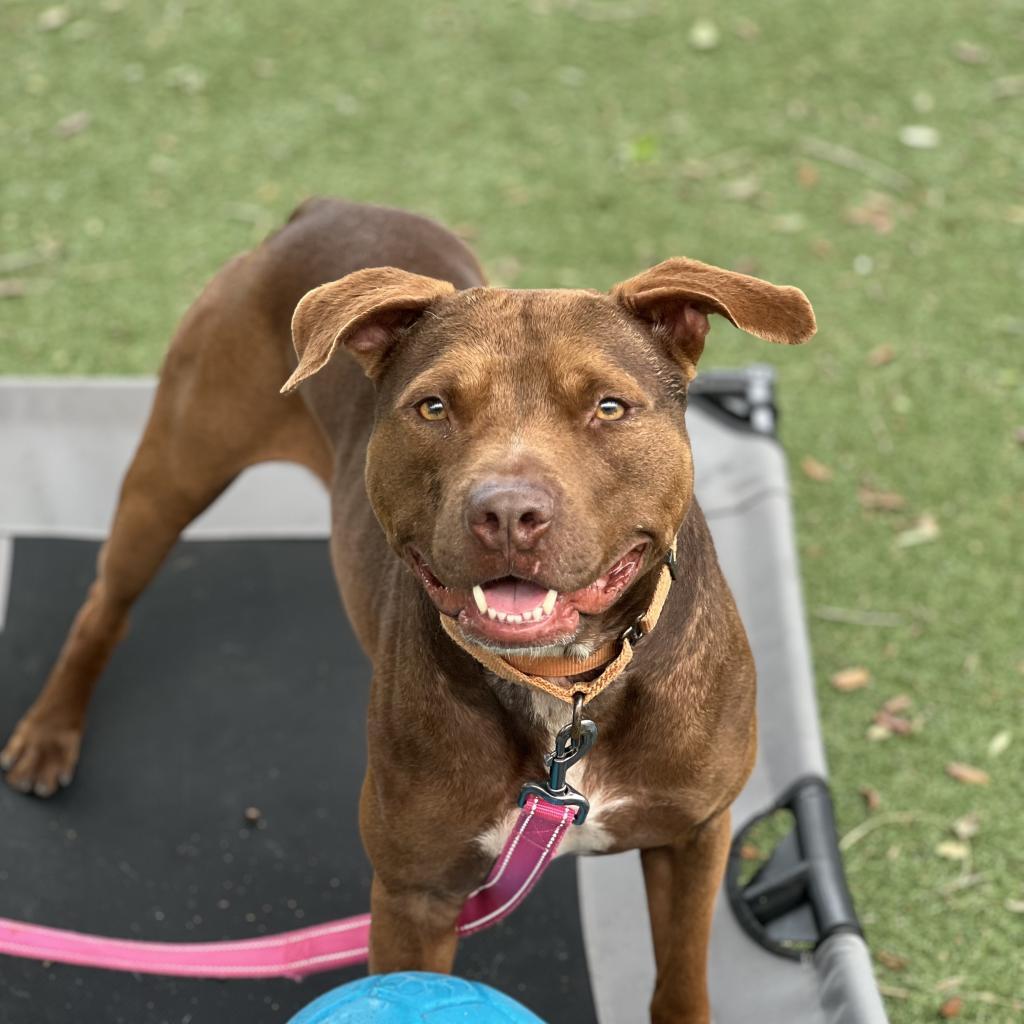 Enlarge Guava, a Adoptable Mixed Breed in Naples, FL image 5/6